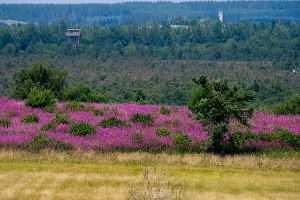 Am Schwarzen Moor